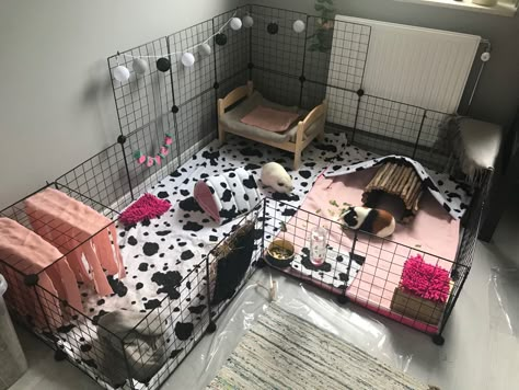 C&c Cage Ideas, Guniea Pig Aesthetic Cage, Guinea Pig Cage Ideas Indoor, Indoor Guinea Pig Cage Ideas, Cute Guinea Pig Cage Ideas, Guinea Pigs Cage Ideas, Aesthetic Guinea Pig Cage, Guinea Pig Cage Ideas, Indoor Guinea Pig Cage