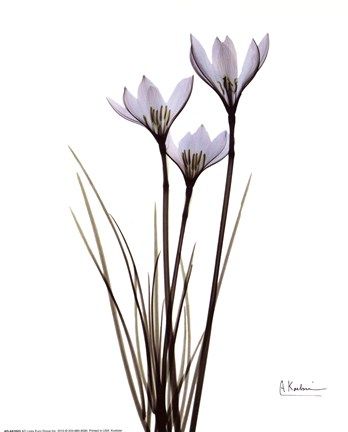 Xray Photography, Translucent Art, Xray Art, Lily Art, Albert Koetsier, Rain Lily, Blue Art Prints, Blue Poster, White Lilies