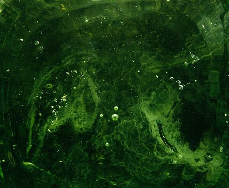 green and black abstract painting photo – Free Green Image on Unsplash Black Abstract Painting, Tank Plants, James Lee, Fish Tank Plants, Black Abstract, Green And Black, Fish Tank, Abstract Painting, Fish