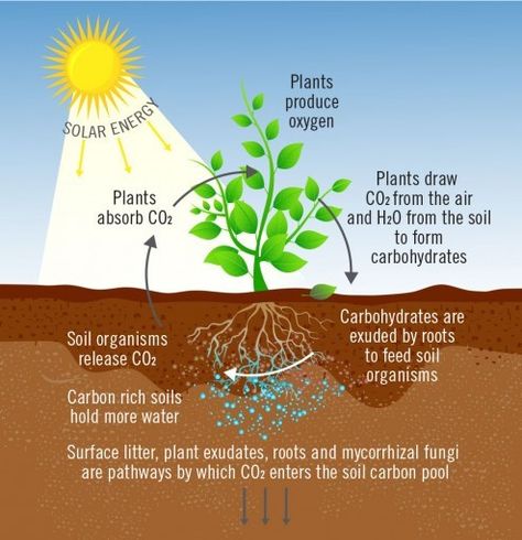 Carbon Cycle, Carbon Sequestration, Improve Soil Quality, Organic Compost, Workout Posters, Big Plants, Soil Health, Plant Drawing, Carbon Dioxide