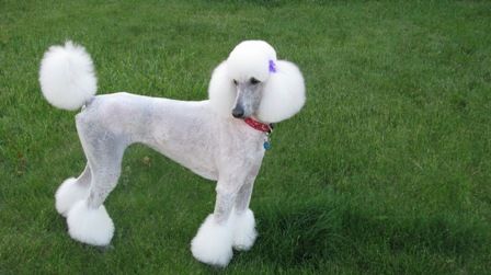 A Palm Springs, Miami, Bikini, Clown Clip it is! | Poodle Forum Standard Poodle Haircuts, Poodle Haircuts, Poodle Haircut Styles, Grooming Dogs, Poodle Haircut, Poodle Cuts, Poodle Grooming, Haircut Styles, Standard Poodle