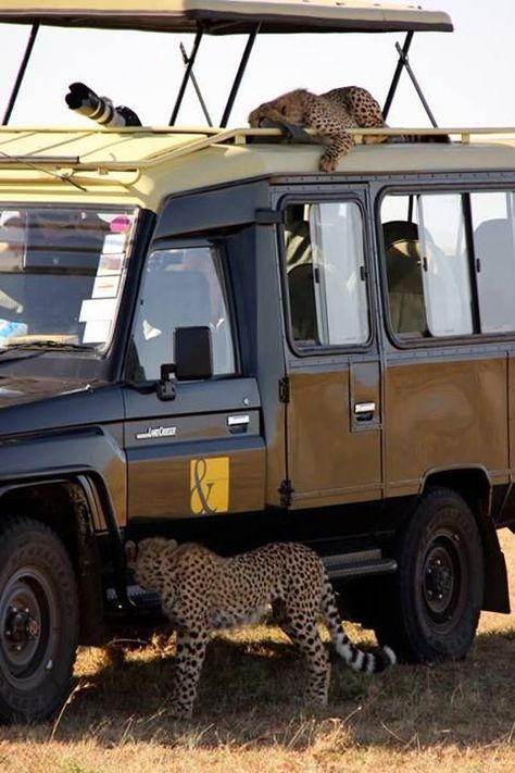 Going on a safari is a thrilling experience, but it can also be dangerous if you are not following the rules. Here's what to expect and how to stay safe. Pin it. #safari #southafrica #visitsouthafrica #safarisafety Safari Chic, Kenya Safari, Safari Travel, Safari Adventure, Africa Safari, Out Of Africa, Kruger National Park, Safari Style, African Safari