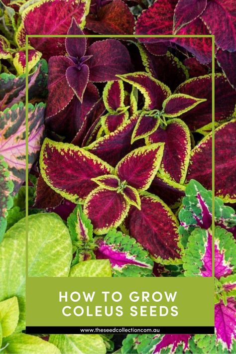 A comprehensive guide on how to grow Coleus Seeds; including soil preparation and position, when and how to sow, and common pests and diseases. Growing Coleus From Seed, Coleus Seeds, Seed Collection, Flower Seeds, How To Grow, To Grow, Soil, Seeds