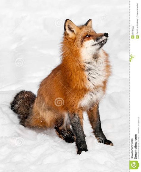 Red Fox (Vulpes Vulpes) Sits In The Snow Looking Up Stock ... Bat Animation, The Crow Tattoo, Fox Habitat, Fox Poses, Fox Boots, Fox Girl Kitsune, The Fox And The Crow, Baby Red Fox, Teacup Pig