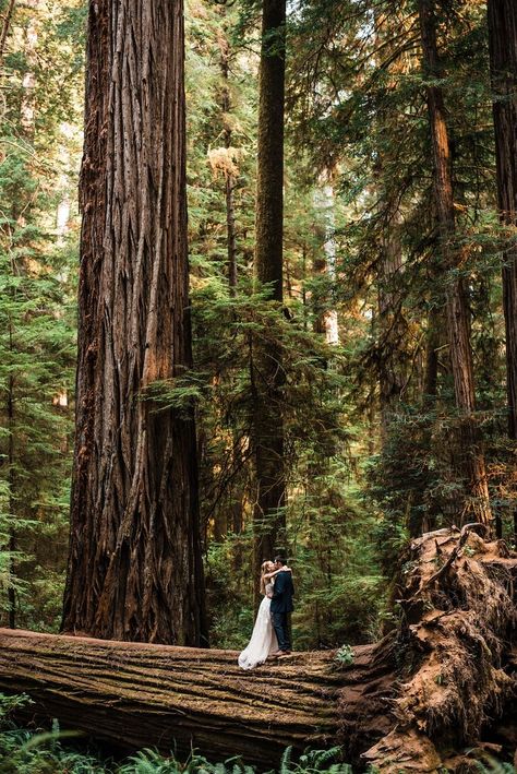 Small Woodland Wedding, Redwood Wedding Photos, Small Forest Wedding Ideas, Ferngully Wedding, Diy Woodsy Wedding Decor, Small Mountain Wedding Ideas, Outdoorsy Wedding Dress, Redwood Engagement Photos, February Elopement