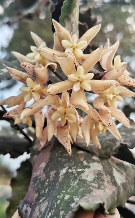 Hoya Undulata, Hoya Flowers, Wishlist Plants, Different Leaves, Hoya Plant, Dream Plants, Hoya Carnosa, Plant Wishlist, Botanical Drawing