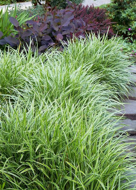 The Best Ornamental Grasses for Low-Maintenance Beauty Mass Planting Ideas, Ornamental Grasses Landscape, Hillside Garden Ideas, Carex Ice Dance, Orchard Landscaping, Japanese Sedge, Carex Grass, Beachside House, Japanese Maple Garden