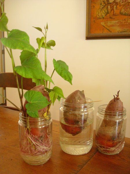 Sweet potato slips started using the water in a jar method Sprouting Sweet Potatoes, Sweet Potato Slips, Potato Gardening, Sweet Potato Plant, Growing Sweet Potatoes, Sweet Potato Vine, Potato Vines, Survival Gardening, Growing Potatoes