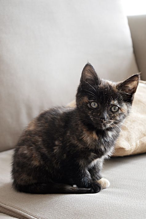 Tortie Kitten, Pretty Pets, Tortoise Cat, Beautiful Kittens, Foster Kittens, Kitten Pictures, Kittens And Puppies, Cute Cats And Kittens