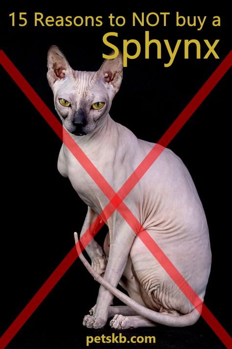 Sphynx Cat Tattoo, Names Cat, Hypoallergenic Cats, Cat Ownership, Cat Crying, Cat Houses, Burmese Cat, Food Cat, Sphinx Cat