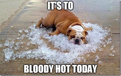 Summer Heat Humor, Heat Humor, Sore After Workout, Weather Humor, Hot Weather Humor, German Humor, Relatable Jokes, Instagram Post Captions, In The Dog House