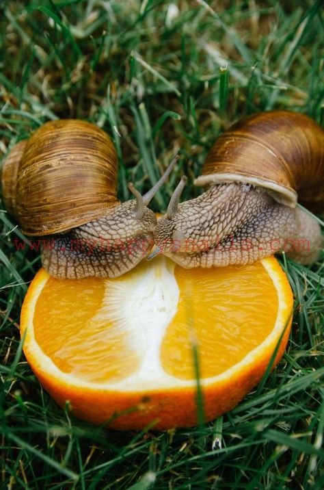 What Do Snails Eat, Roman Snail, Giant African Land Snails, Land Snail, Pet Snails, Low Maintenance Pets, Snails In Garden, Vegetable Garden Planning, Indoor Pets