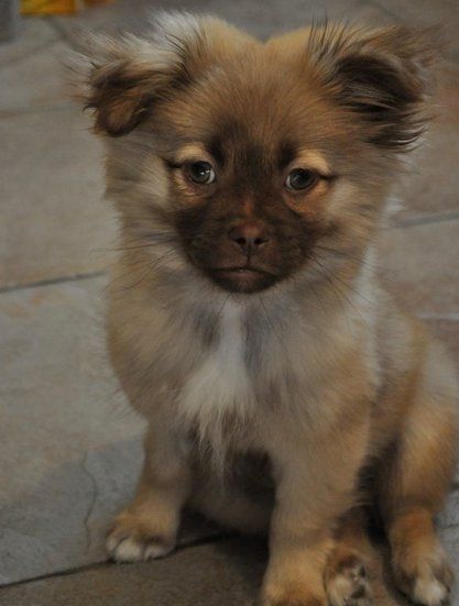 My puppy Oliver - Pomeranian/Shih Tzu Mix! Shih Tzu Pomeranian Mix Puppies, Pomeranian Shih Tzu Mix Puppies, Shih Tzu Pomeranian, Shih Tzu Maltese Mix, Yorkie Shih Tzu Mix, Tri Color Pomeranian, Dog Crossbreeds, German Spitz, Pomeranian Mix