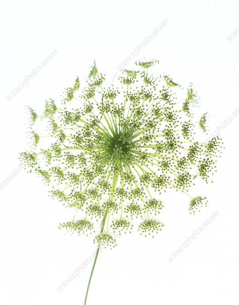 Dill (Anethum graveolens) - Stock Image - B640/1334 - Science Photo Library Anethum Graveolens, Science Photos, Plant Photography, Photo Library, The Mediterranean, Dandelion, Russia, Stock Images, Herbs