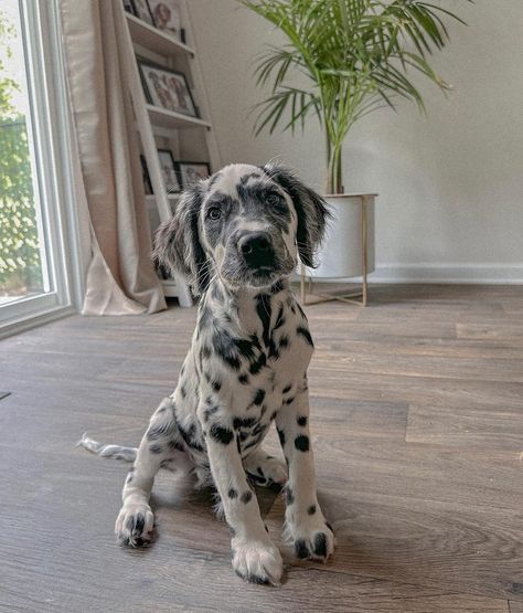 Yumi, Lilly, Bailey, Riley 👼, Atlas on Instagram: “A handsome boi 🥰 . . . . . . #longcoatdalmatian #dalmatian #puppy” Fluffy Dalmatian Puppy, Long Haired Dalmatian Puppy, Long Coat Dalmatian, Fluffy Dalmatian, Puppy Dalmation, Long Haired Dalmatian, Dalmatian Poodle, Best Family Dogs, Dalmatian Puppies