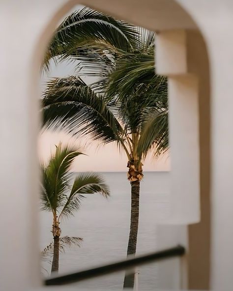 Palmtrees makes me happy 🌴 Palm Aesthetic, Aesthetic Playlist, Playlist Covers, Ebook Cover, August 19, Painting Art Projects, Photography Inspo, Branding Inspiration, Aesthetic Photography