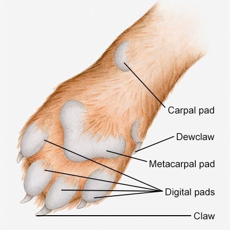 Dog's paw Anatomy Of A Dog, Anatomy Of Dog, Cat Paw Anatomy, Dog Paw Pads, Vet Life, Veterinary Science, Dog Anatomy, Cat Anatomy, Animal Health