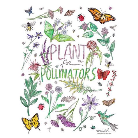 3,700 Followers, 1,180 Following, 1,131 Posts - See Instagram photos and videos from Marcella Kriebel (@marcellakriebel) Pollinator Garden Sign, Pollinators Poster, Gardening Tools Illustration, Pollinator Plants, Plants To Grow, Attract Pollinators, Pollinator Garden, Ink Illustration, Art Walk