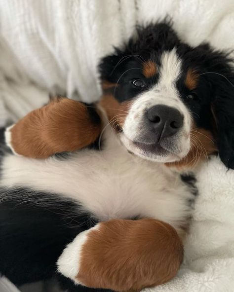 Rory - Bernese Mountain Dog Puppy on Instagram: "Still the cuddliest ❤️❤️ #bernesemountaindog #bernesedaily #gooddog #puppy" Burmese Mountain Dogs, Bernese Dog, Bernese Mountain Dog Puppy, Morning Cuddles, Very Cute Dogs, Pretty Dogs, Mountain Dog, Bernese Mountain, Bernese Mountain Dog