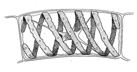 Spirogyra, Single Cell Spirogyra Diagram, Biology Teaching, Biology Resources, Cell Biology, Cell Wall, Nerdy Things, Microbiology, Drawing Reference, Teaching Resources