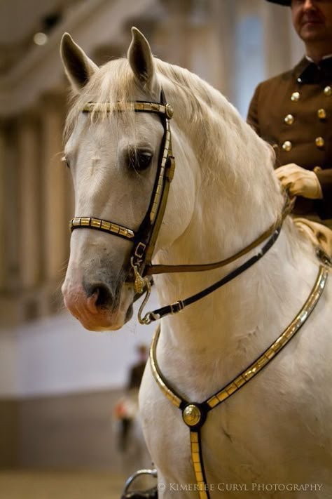 Horse Reality, Lipizzaner Horse, Lustiano Horses, Lippizaner, Horse Art Ideas, Spanish Riding School, Artist Reference, Riding School, Design Shapes