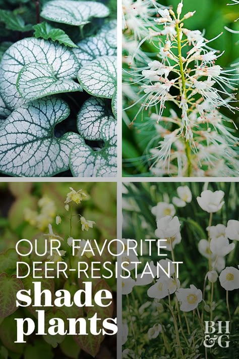 Landscape Design Deer Resistant, Deer Resistant Perennials Sun, Deer Resistant Landscape Design, Deer Resistant Annuals For Containers, Deer Resistant Landscaping Shade, Deer Friendly Landscaping, Texas Shade Landscaping, Shade Deer Resistant Plants Perennials, Deer Resistant Ground Cover Perennials