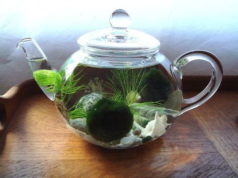 Marimo Moss Ball Aquarium, Moss Ball Aquarium, Beach Jar, Marimo Moss Ball Terrarium, Taman Air, Marimo Moss, Marimo Moss Ball, Mini Aquarium, Indoor Water Garden