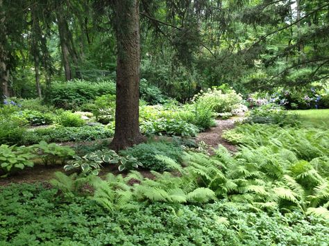 Woodland Gardens - Traditional - Landscape - New York - by Maher & Greenwald Fine Gardens | Houzz Woodland Landscaping Ideas, Woodland Garden Design, Woodland Landscaping, Woodland Gardens, Woodland Plants, Garden Design Ideas, Forest Garden, Traditional Landscape, Woodland Garden