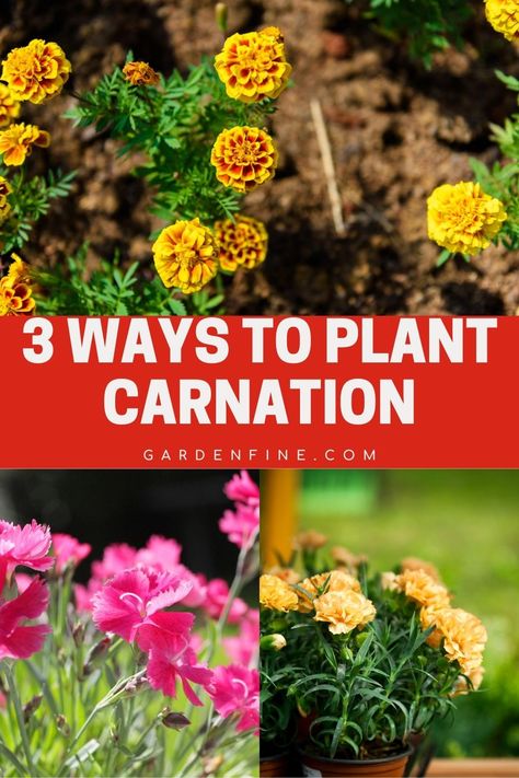 Pin this for expert tips on planting carnations! Learn 3 unique methods to grow beautiful carnations in your garden. #GardeningTips #PlantingCarnation #GardenInspiration Growing Carnations, Carnations Flower, Carnation Flower, Floral Display, Grow Your Own, Flower Beds, Garden Inspiration, Gardening Tips, Planting