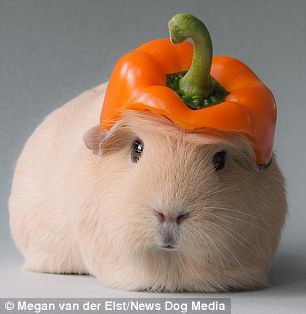 The American-crested blonde has been named 'the world's cutest guinea pig' Guinea Pig, Guinea Pigs, Pigs, Funny, White, Instagram