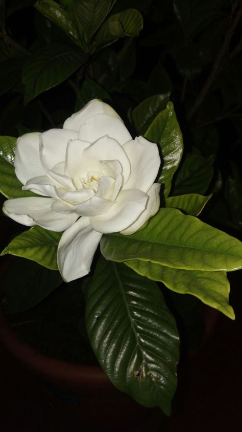 Jazmin Core, Flower Core, Gardenia Flowers, Flowers Photography Wallpaper, Bonsai Garden, Photography Wallpaper, Love Rose, City Aesthetic, Exotic Flowers