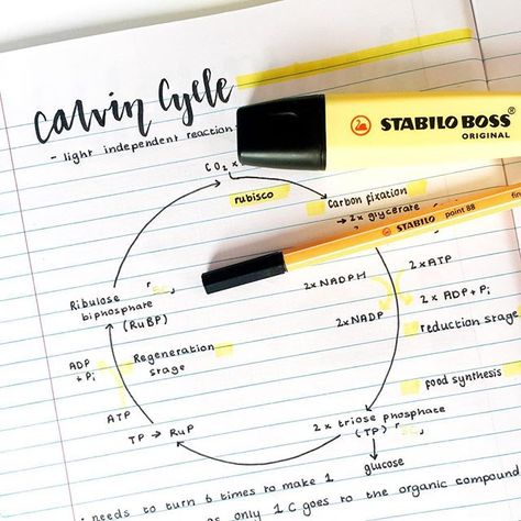 Calvin Cycle, Notes Biology, Studyblr Notes, Gcse Biology, Neat Handwriting, College Notes, Study Techniques, Biology Notes, Pretty Notes