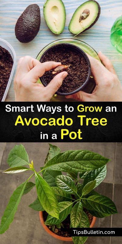 Grow Avocado From Pit, Avocado Plant From Seed, Avocado Plant, Grow Avocado, Avocado Seed, Avocado Fruit, Avocado Tree, Astuces Diy, Potted Trees