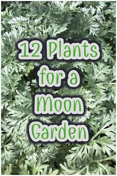 Silver Plants, White Flowers Garden, White Flowering Plants, Witchy Garden, Night Blooming Flowers, Glowing Moon, Goth Garden, Garden Walls, Moon Nursery