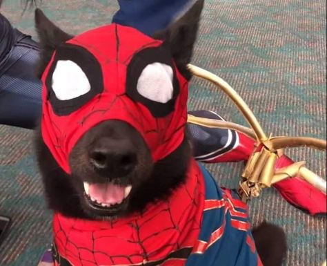 Spider Dog, Spiderman