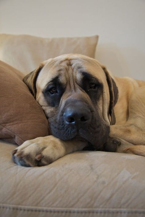 English Mastiff Puppy, Mastiff Aesthetic, Old English Mastiffs, Tattoos Dog, Bull Mastiff Puppies, English Mastiff Dog, Big Dogs Breeds, Biggest Dog In The World, English Mastiff Puppies