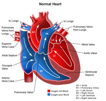 This picture dictates the flow of blood within the heart. The blue represents deoxygenated blood and the red represents the oxygenated blood. It is important to note that the left myocardium is thicker than the right myocardium. This is to provide enough force to withstand the pressure to get the blood to all of the body tissues that the left side of the heart pumps to  Preload is how much blood available to be pumped. Afterload is the resistance to ejection. Tetralogy Of Fallot, Nicu Nursing, Heart Warrior, Importance Of Time Management, Chd Awareness, Normal Heart, Congenital Heart Defect, Open Heart Surgery, Cardiac Nursing