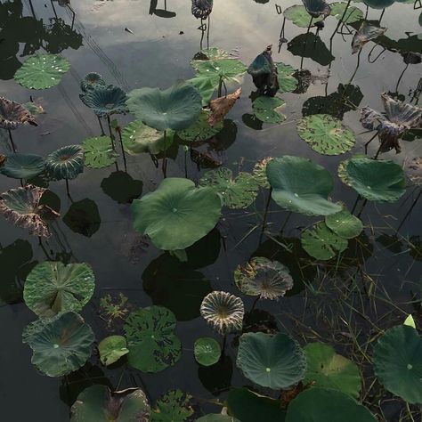 A Pond, The Pond, Water Lilies, Floating, Lily, Water, Plants, Green