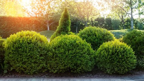 Boxwood Shrub Fertilization: 5 Fertilizer Tips Boxwood Shrub, Wintergreen Boxwood, Shrubs For Borders, Box Wood Shrub, Boxwood Plant, Arborvitae Tree, Privacy Trees, Privacy Plants, Plants For Hanging Baskets