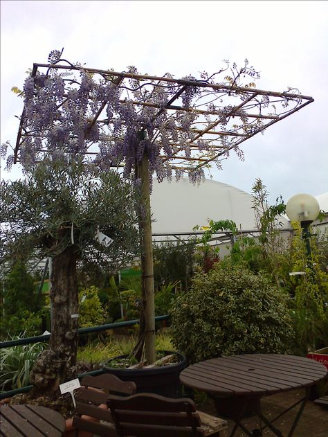 Wisteria Trellis Ideas Diy, Wisteria Support Ideas, Espalier Wisteria, Wisteria Canopy, Wisteria On Trellis, Umbrella Trellis, Wisteria Support, Trellis For Wisteria, Wisteria Trellis Ideas