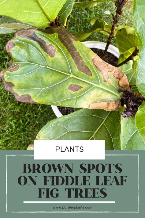 Brown Spots on Fiddle Leaf Fig - What to Do? - Paisley Plants Brown Spots On Fiddle Leaf Fig, Fig Plant Indoor, Fiddle Tree, Citronella Plant, Fiddle Leaf Tree, Fig Plant, Fiddle Fig, Fiddle Leaf Fig Tree, Fig Leaves