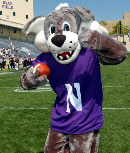 Willie the Wildcat, Northwestern Wildcats mascot, as he appears today. Gameday Aesthetic, College Football Uniforms, College Vision Board, Wildcats Football, Sports Advertising, 2023 Mood, Live Animals, Northwestern University, Football Uniforms