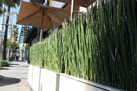 Privacy Screen Ideas, Horsetail Reed, Privacy Planter, Patio Privacy Screen, Modern Trellis, Screen Plants, City Farmhouse, Rectangle Planters, Privacy Plants