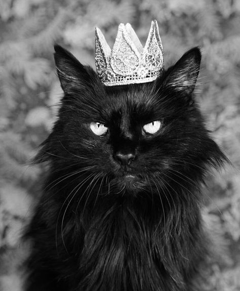 Royal Cat Aesthetic, Black Cat Aesthetic, Cat Selfie, Kinds Of Cats, Black Cat Art, Kitten Love, Black Kitten, Cat People, Cat Aesthetic