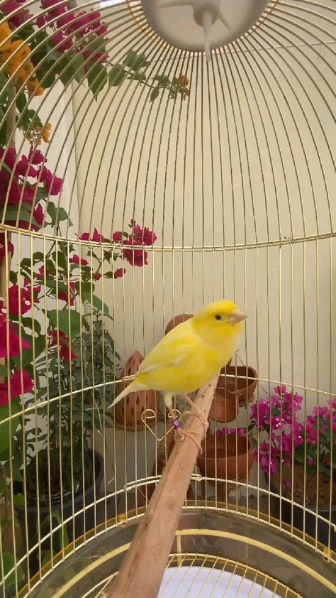 Love Birds Pet, Kinds Of Animals, Canary Birds, Funny Parrots, Bird Gif, Bird Care, Most Beautiful Birds, Best Toys, Bird Supplies