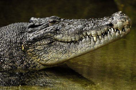 Estuarine Crocodile, Crocodile Facts, Crocodile Pictures, Crocodile Tattoo, Egypt Tourism, Nile Crocodile, Tattoo Nature, Animals Tattoo, Nature Aesthetics