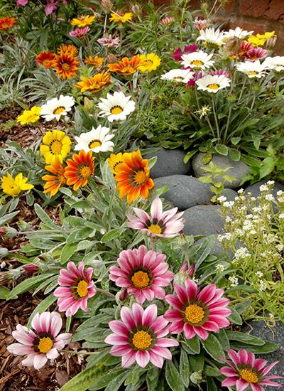 Diy Small Garden Ideas, Drought Tolerant Plants California, Diy Small Garden, Drought Tolerant Landscape Front Yard, Drought Tolerant Annuals, Lantana Plant, Drought Tolerant Perennials, Small Garden Ideas, Drought Resistant Plants