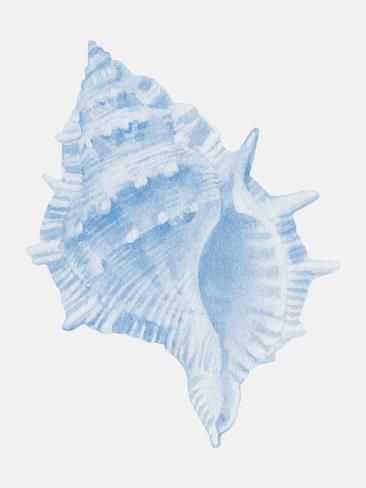 size: 12x9in Photographic Print: One Blue Conch by Jolly and Dash : Coastal Wall Prints, Collage Tools, Ocean Animal Art, Jrwi Riptide, Sea Life Illustration, Beachy Pictures, Dorm Prints, East Coast Vacation, Ipad Widgets