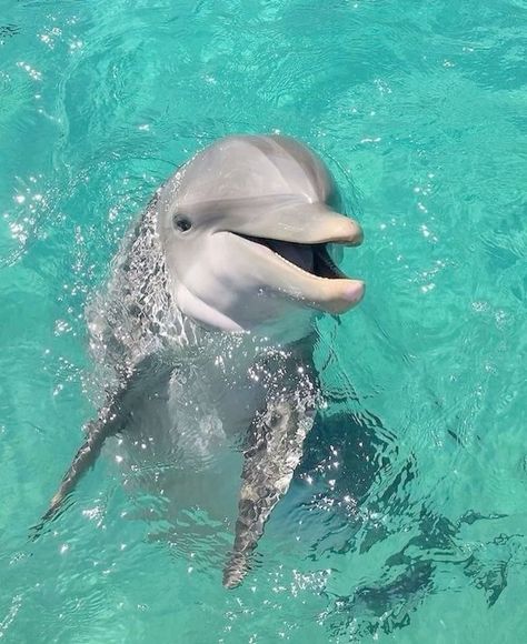 Ocean Wallpaper Dolphin, Sea Animals Aesthetic, Vibes Dont Lie, Dolphins Aesthetic, Aesthetic Dolphin, Sea Core Aesthetic, Dolphin Aesthetic, Animales Aesthetic, Dolphin Pictures