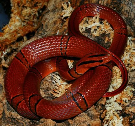 Colubrid Snakes, Red Serpent, Snake Turtle, Rat Snake, Pretty Snakes, Red Mountain, Red Snake, Cobra Snake, Snake Venom